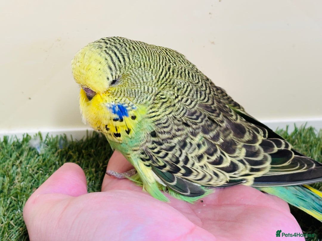 Budgerigars birds for sale: Beautiful baby budgies for sale  - Image 23