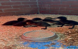 Ducks poultry for sale: Cayuga ducklings  - Image 1