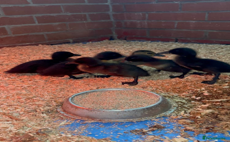 Ducks poultry - Advert 1