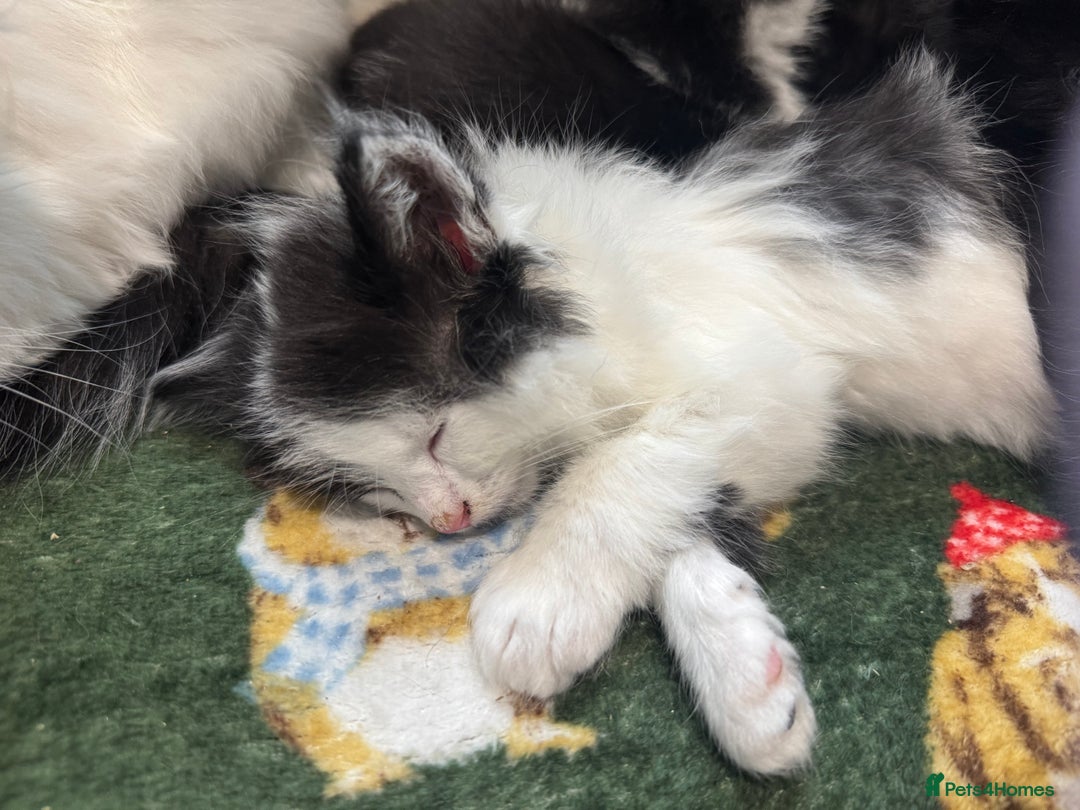 Mixed Breed cats for sale: Kittens  - Image 2