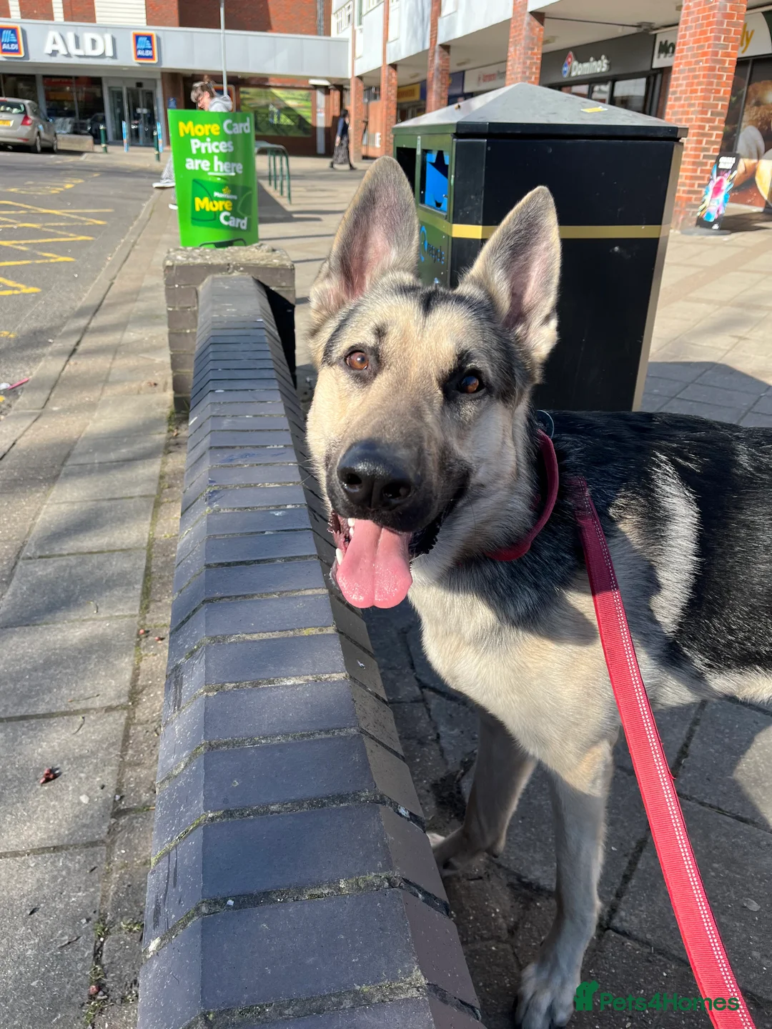 German Shepherd dogs for sale: Male German shepherd for rehoming - Advert 4