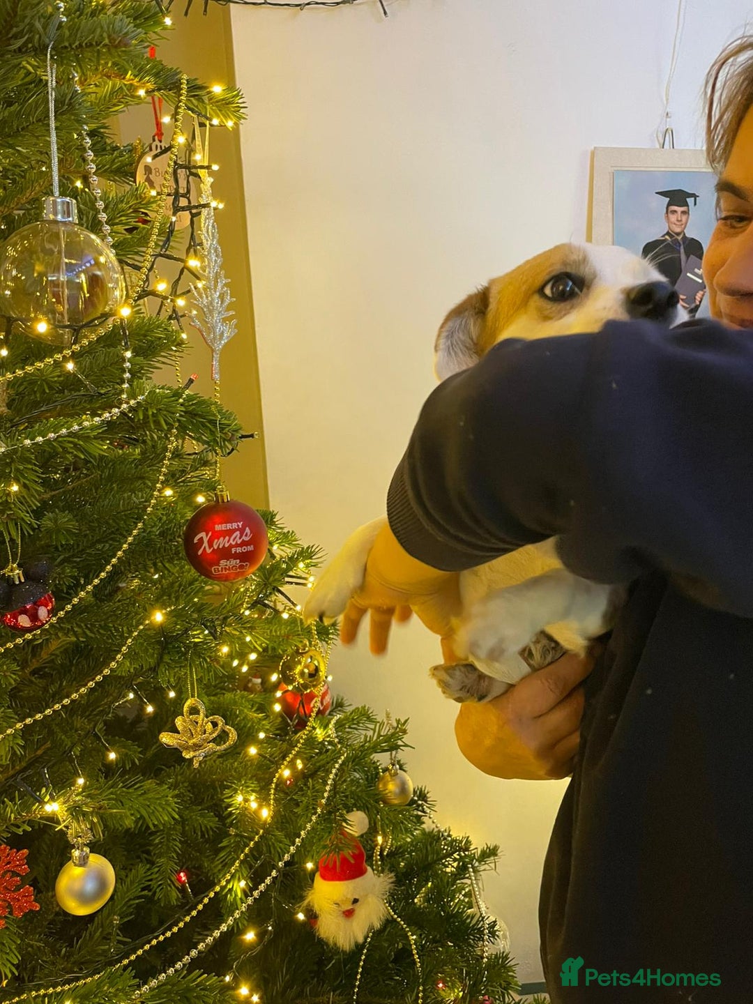 Mixed Breed dogs for adoption: RONNA - a beautiful tiny girl, for a Loving Home - Advert 15