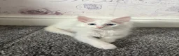 Maine Coon cats for sale: Mainecoon Kittens  - Advert 6