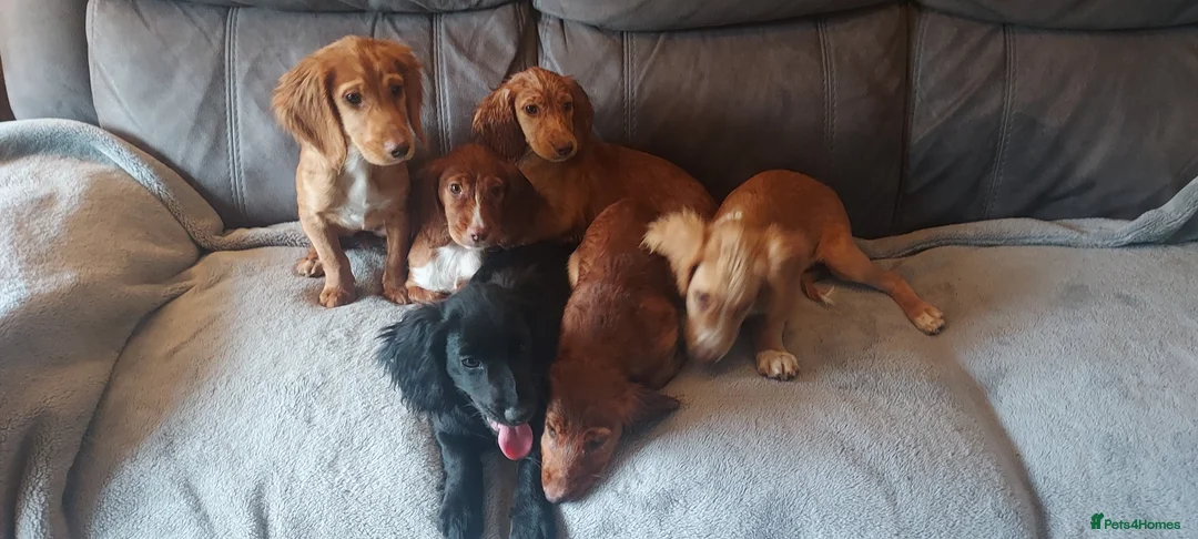 Cocker Spaniel dogs for stud: Kc health tested cocker spaniel at stud - Advert 2