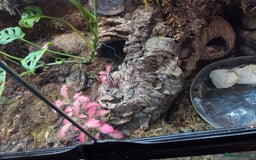 Gecko reptiles for sale: Mourning geckos and dart frogs - Image 5