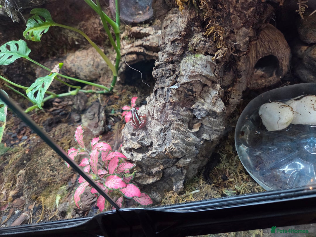 Gecko reptiles for sale: Mourning geckos and dart frogs - Image 5