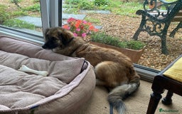 Mixed Breed dogs for adoption: Loving forever home needed for Carys  - Image 3