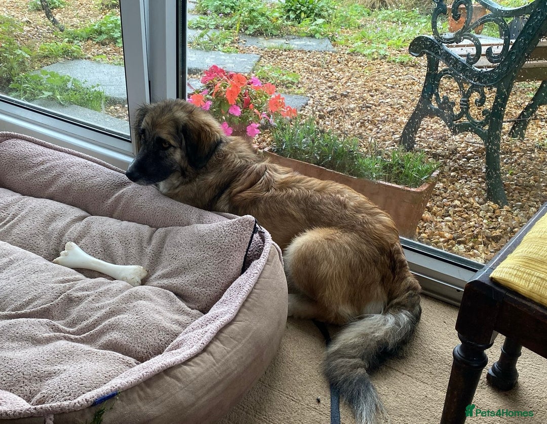 Mixed Breed dogs for adoption: Loving forever home needed for Carys  - Image 3