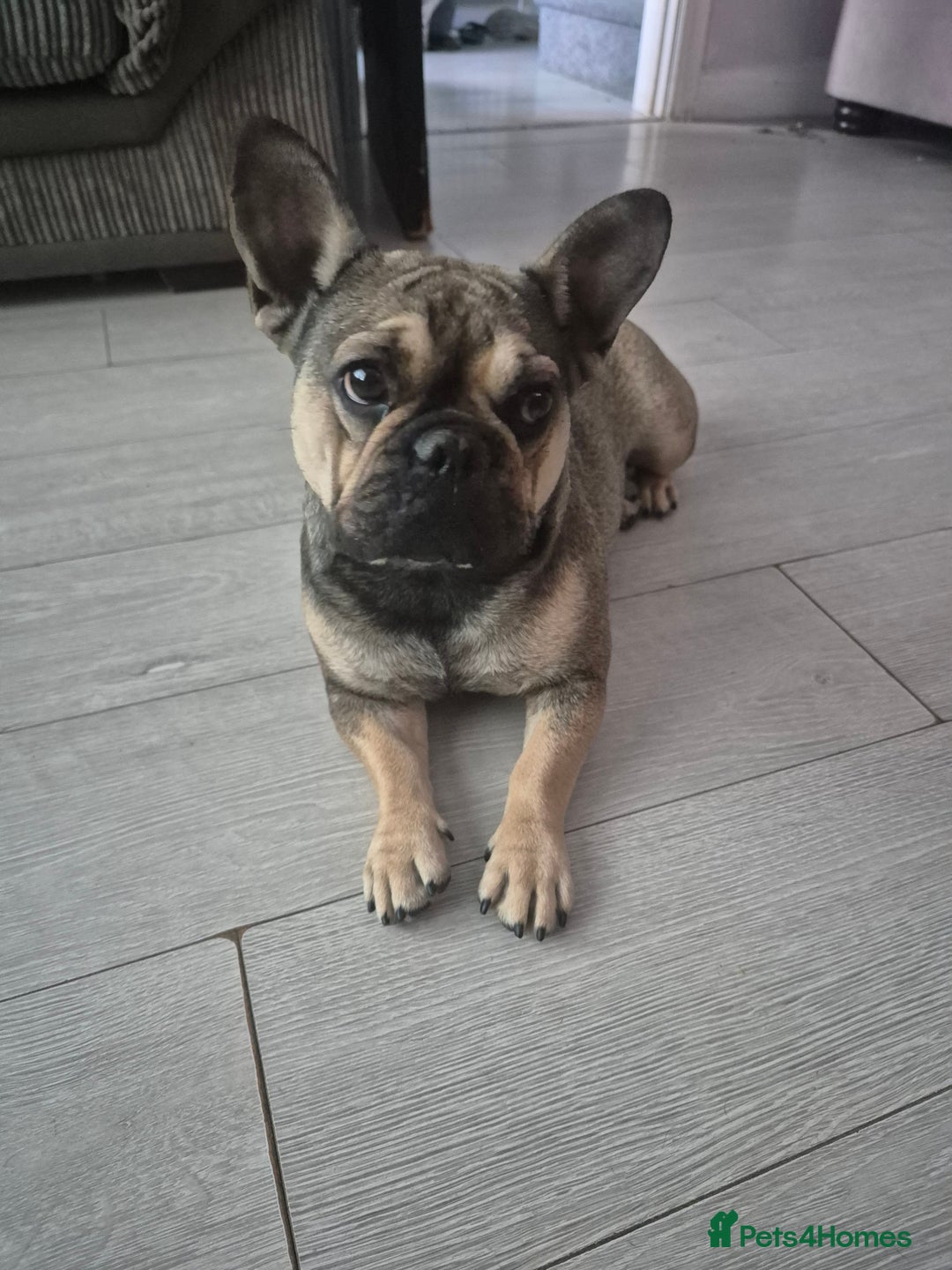 French Bulldog dogs for sale: Frenchie female  - Image 3
