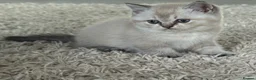 British Shorthair cats for sale: 🥇lilac colour point, GCCF BSH kittens ready now - Advert 11