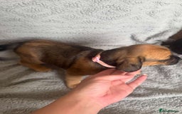 Puggle dogs for sale:  Puggle’s For Sale 🐶  - Image 5