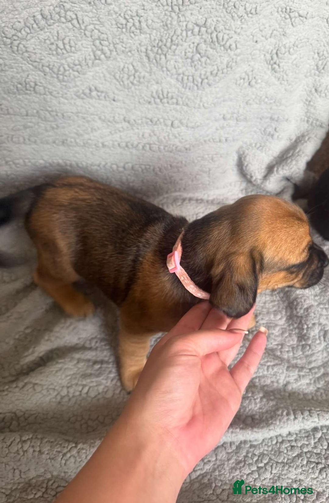 Puggle dogs for sale:  Puggle’s For Sale 🐶  - Image 5