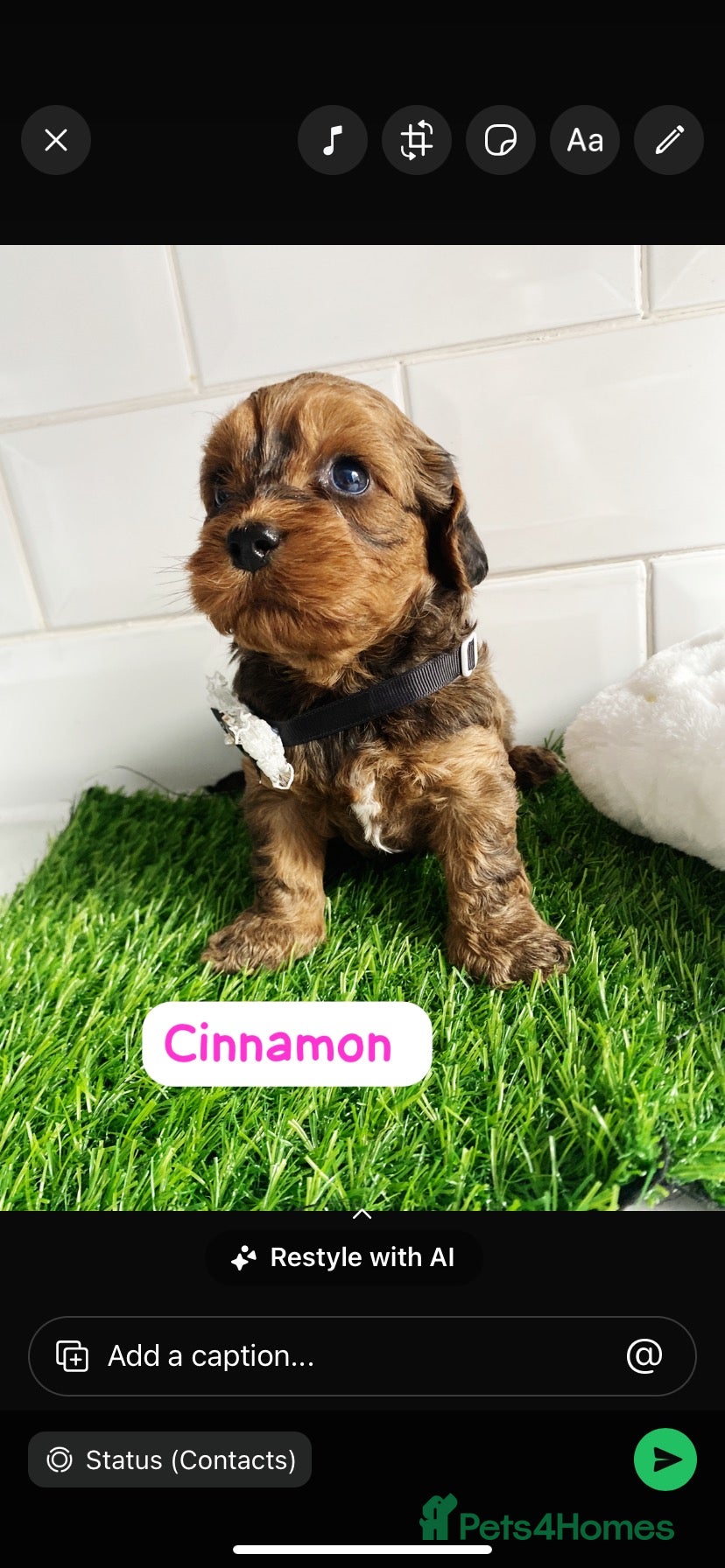 Cavapoo dogs F1 toy cavapoo puppies health tested  - Advert 1