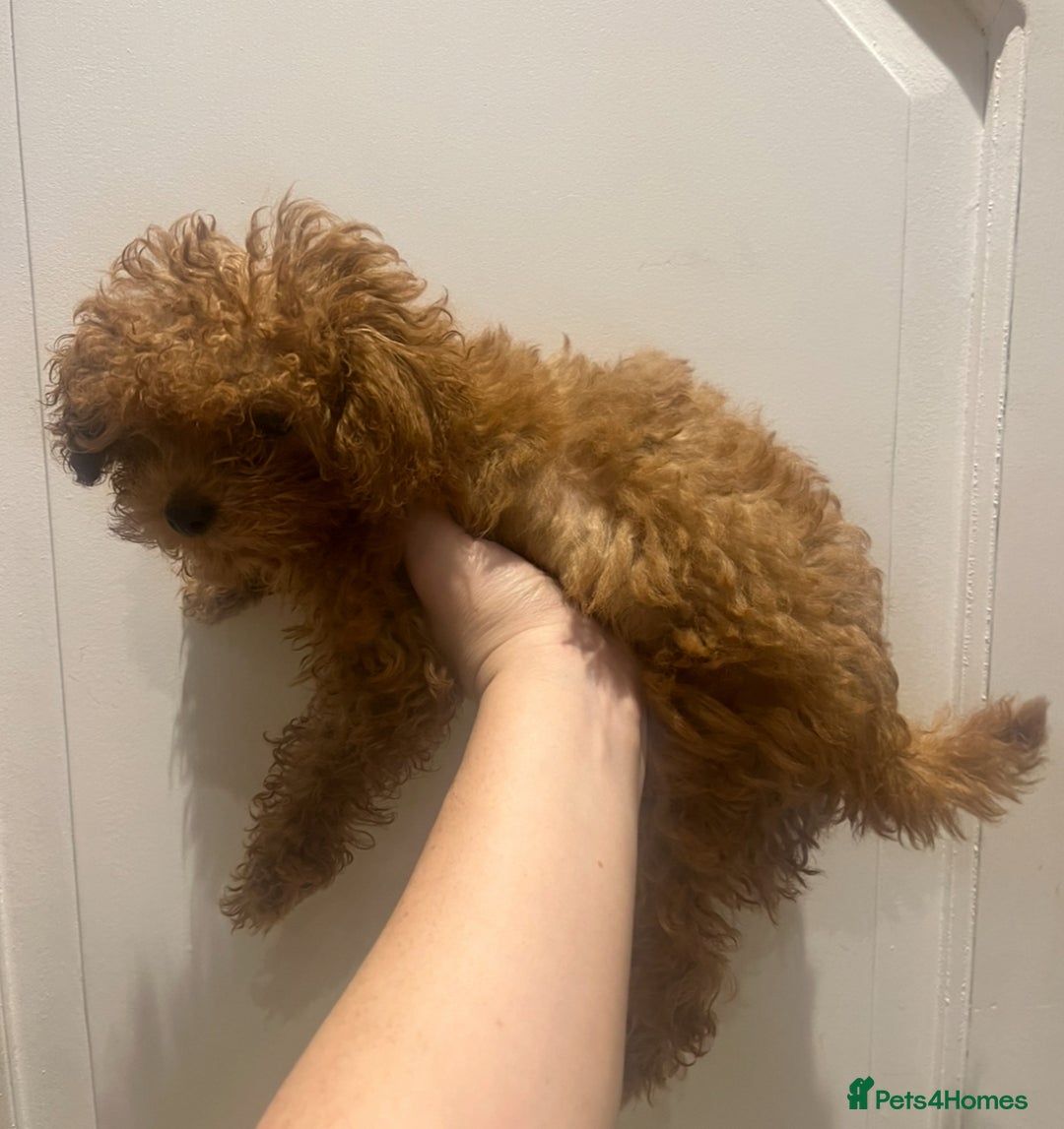 Toy Poodle dogs for sale: 🧸Beautiful red toy/asian poodle puppies 🧸  - Advert 12