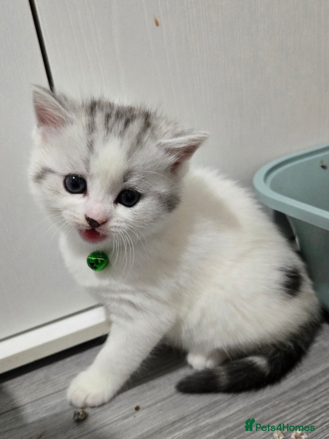 Brazilian Shorthair cats for sale: British shorthair x Persian  - Advert 20