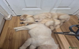 Golden Retriever dogs for sale: Golden retriever puppies  - Image 4