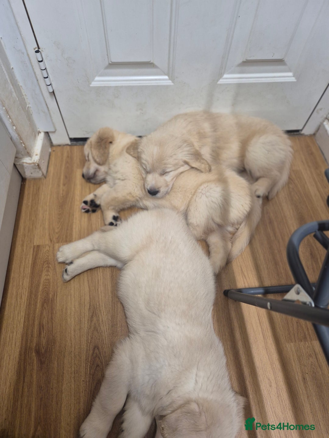 Golden Retriever dogs for sale: Golden retriever puppies  - Image 4