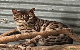 Bengal cats for sale: Part Bengal beautiful kittens in Bury Saint Edmunds - Image 12