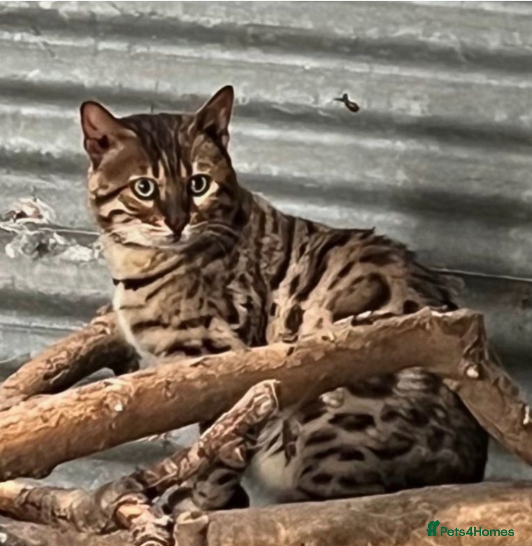 Bengal cats for sale: Part Bengal beautiful kittens in Bury Saint Edmunds - Image 12