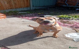 Mixed Breed dogs for sale: 1yr old Staffy x American Bulldog - Image 2