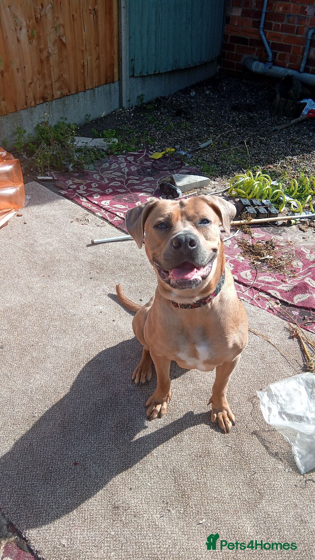 Mixed Breed dogs for sale: 1yr old Staffy x American Bulldog - Image 2