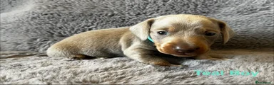 Miniature Dachshund 2