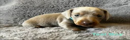 Miniature Dachshund dogs for sale: Gorgeous Miniature Dachshund puppies - Advert 4