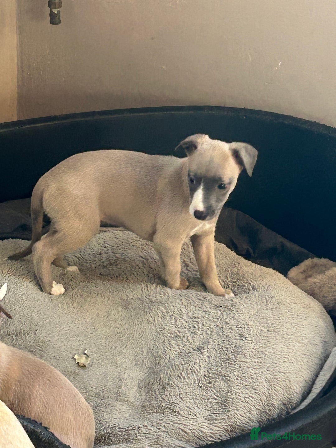 Whippet dogs for sale: Two male and one female Beautiful pure bred pups  - Advert 3