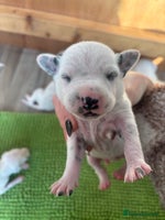 Dalmatian dogs - Advert 6