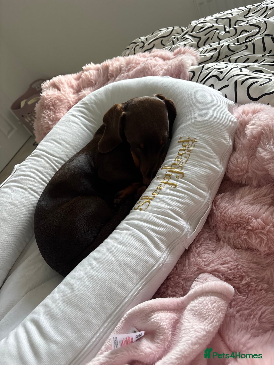 Miniature Dachshund dogs for sale: Chocolate and tan miniature dachshund  - Image 5