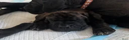 Mixed Breed dogs for sale: 11 Cane Corso cross mastiff chunky puppies in Axbridge - Advert 4