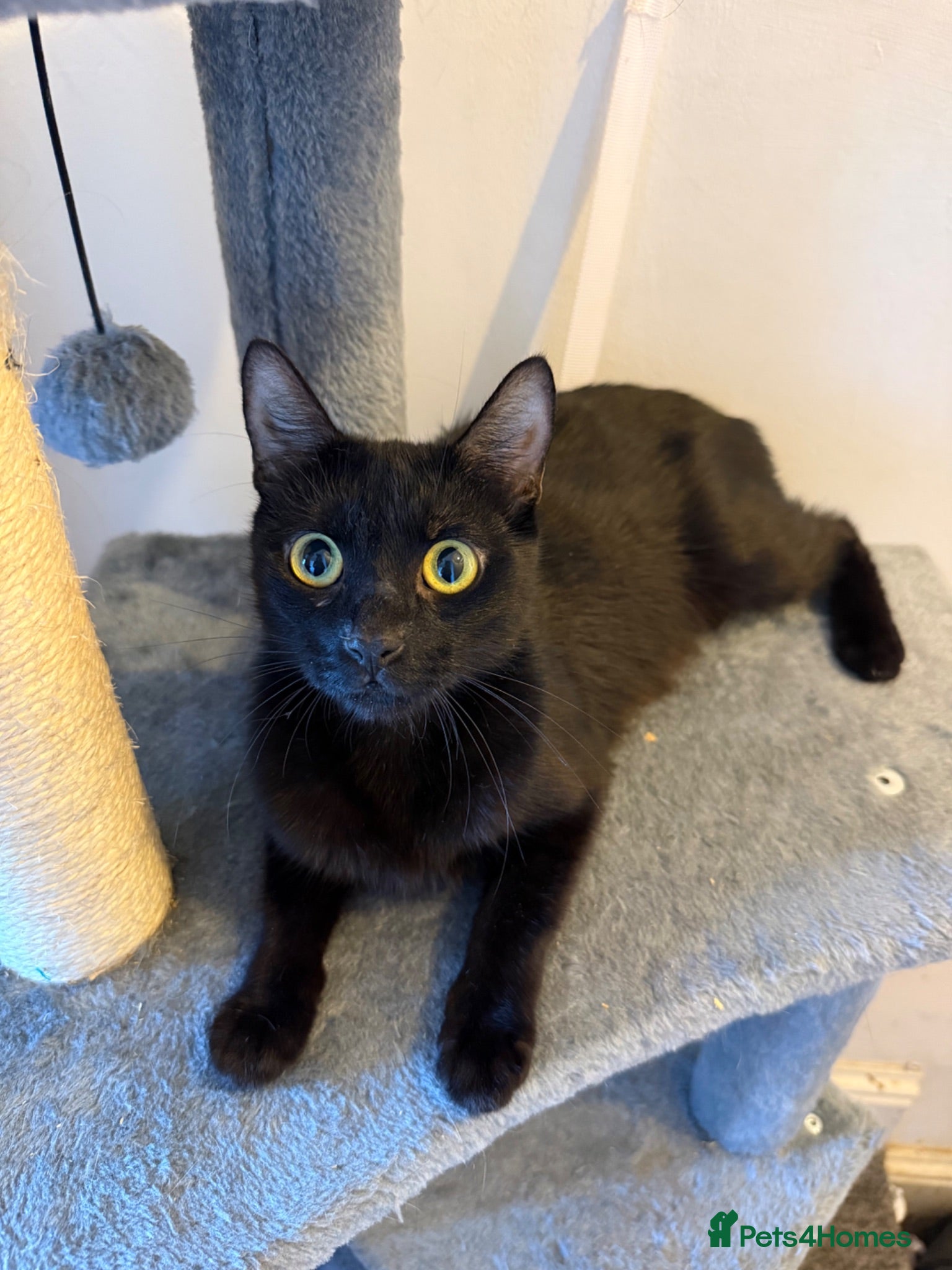 Mixed Breed cats 6 lovely kittens looking home - 🩷3 girls 🩵3 boys - Advert 4