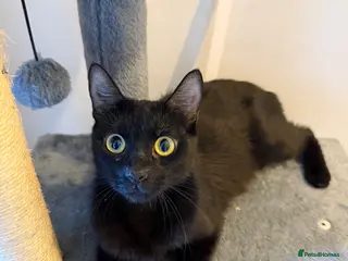 Mixed Breed cats 6 lovely kittens looking home - 🩷3 girls 🩵3 boys - Advert 1