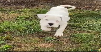 Boxer dogs - Advert 1