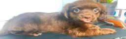 Mixed Breed dogs for sale: Gorgeous mixed litter girls and boys ready now! - Advert 6