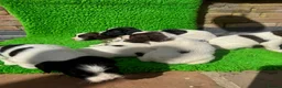 English Springer Spaniel dogs for sale: Exceptional ESS pups from tested working parents  - Advert 13