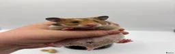 Hamster rodents for sale: Pedigree Syrian hamster pups  - Advert 19