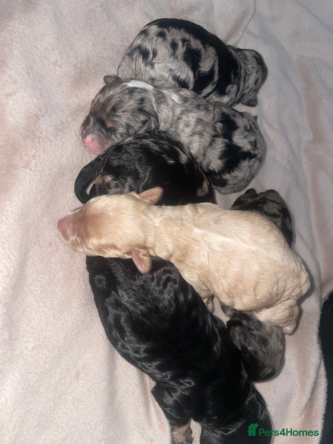 Cavapoo dogs for sale: Unique toy cavapoos 🐾   - Image 5