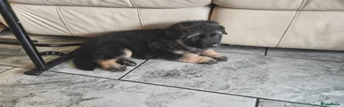 German Shepherd Puppy 4