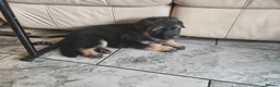 German Shepherd dogs for sale: German shepherd Isabella and black and tan - Advert 6