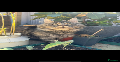 Maine Coon cats - Advert 3