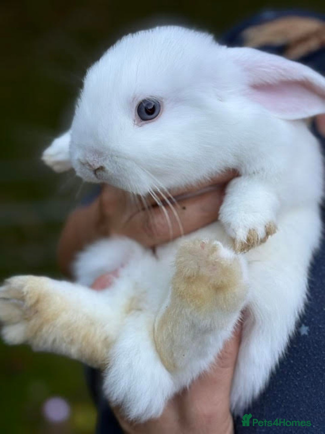 Mini Lop rabbits for sale: Mini Lop Male Twins Ready Now - Image 11