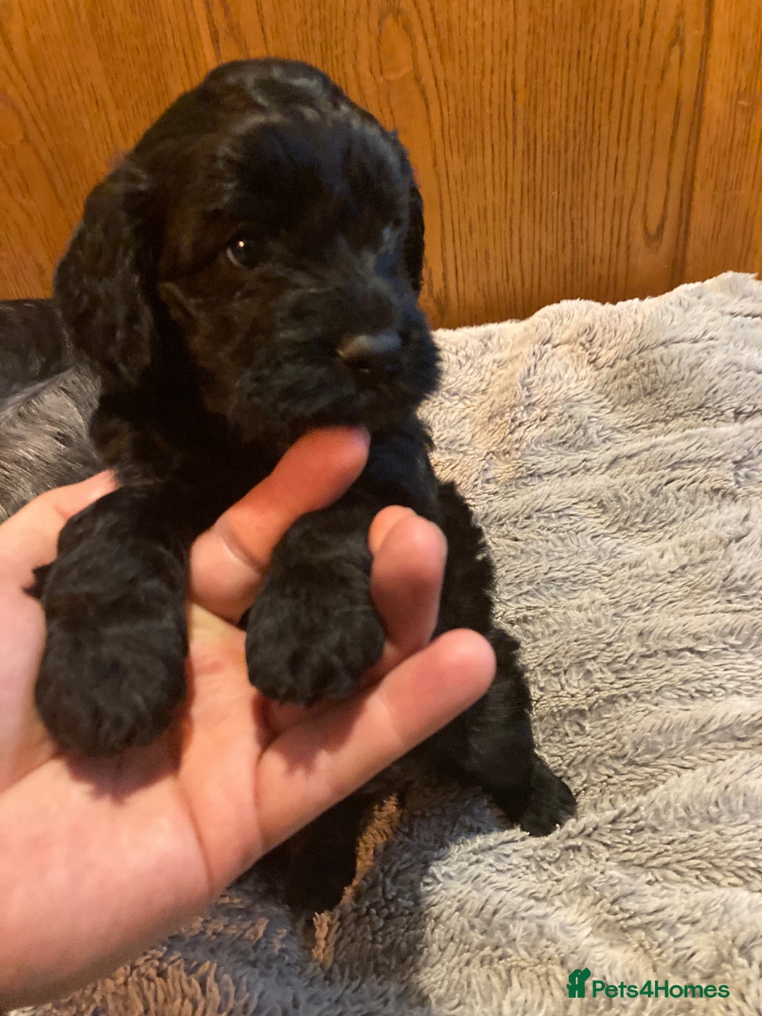 Cockapoo dogs for sale: Taking Genuine Enquired Phantom Female Cockapoo - Image 29
