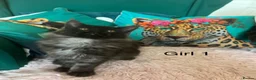 Maine Coon cats for sale: MONSTRUAL GIANTS! Elite MAINE COON Kittens  - Advert 10