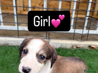 Mixed Breed dogs Pure saluki-greyhound puppies - Advert 5