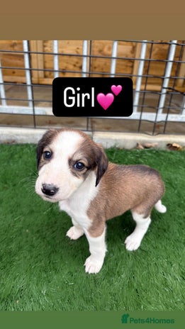 Mixed Breed dogs Pure saluki-greyhound puppies - Advert 2