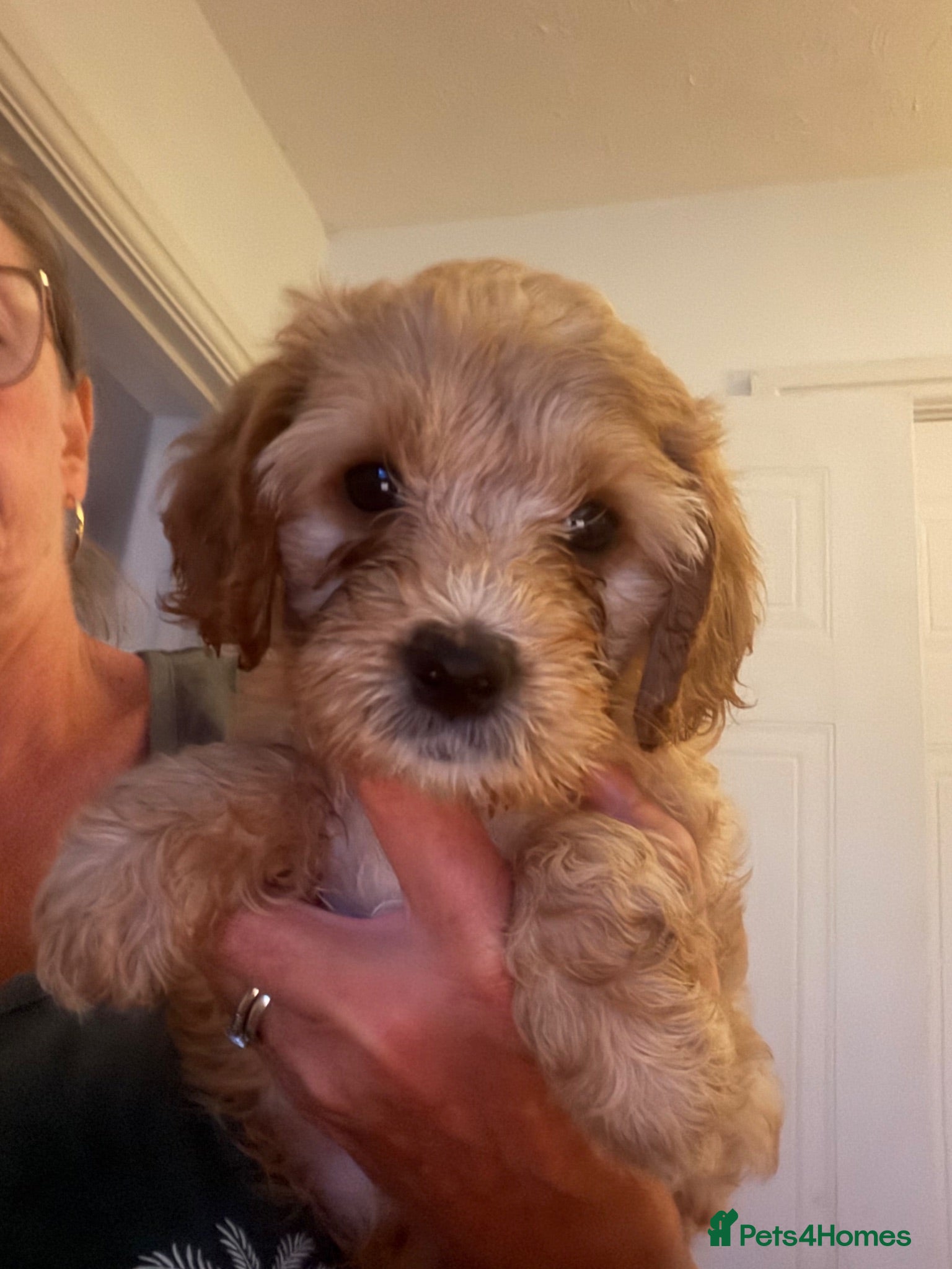 Cavapoo dogs Gorgeous F1B Cavapoo puppies - Advert 1