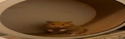 Hamster rodents for sale: female hamster pongo  - Advert 3