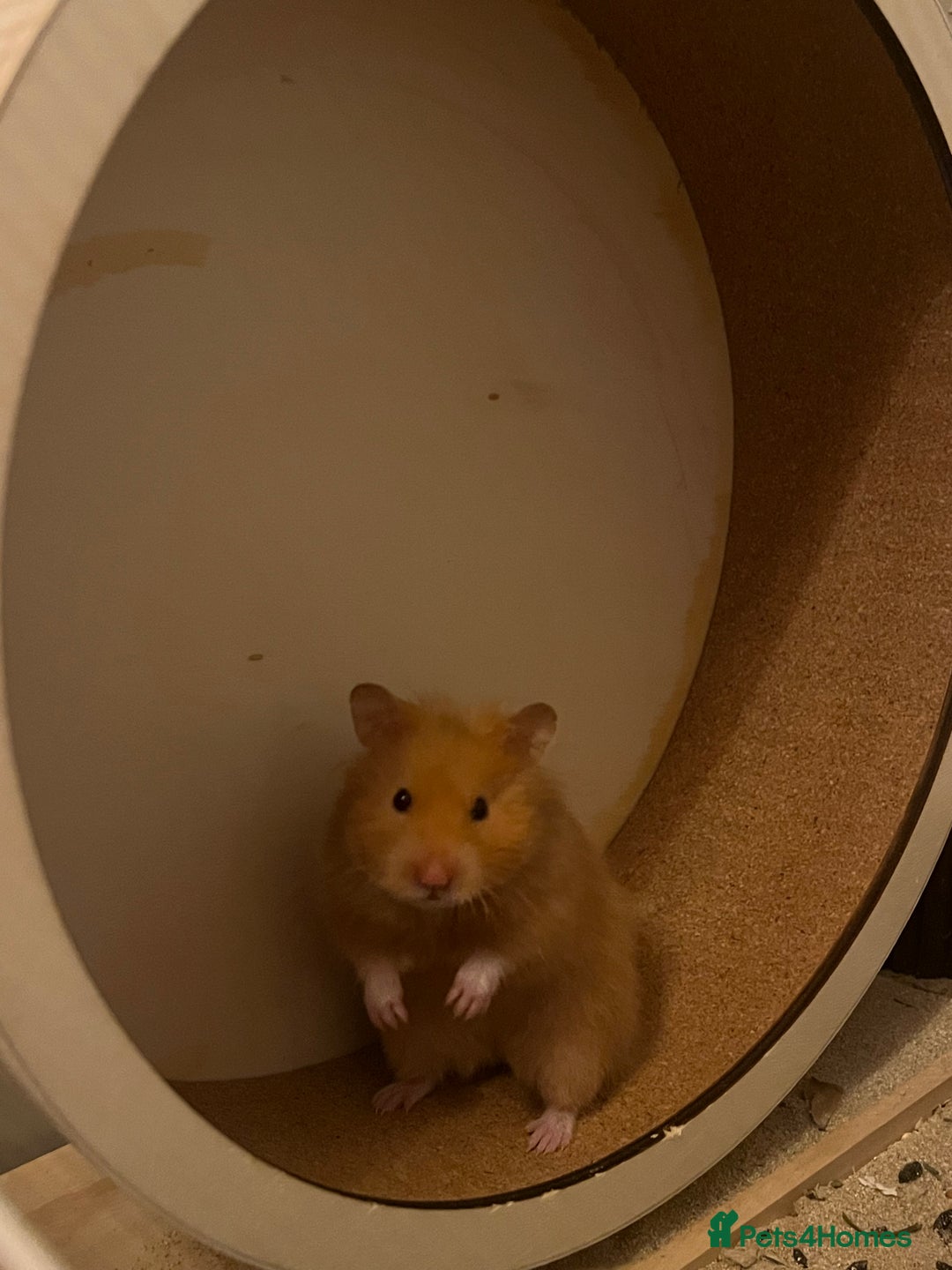 Hamster rodents for sale: female hamster pongo  - Advert 3