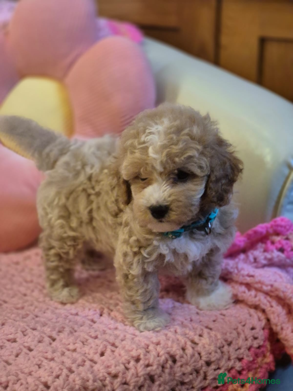 Lhasapoo dogs Gorgeous Lhachon/Poodle - Advert 1